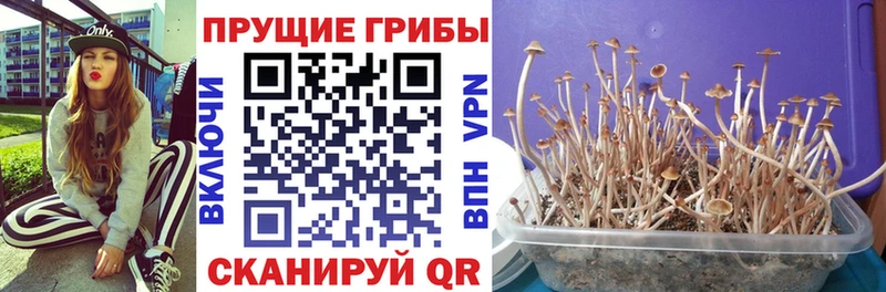 купить наркоту  Большой Камень  Псилоцибиновые грибы Magic Shrooms 